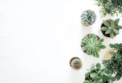 Different Types of Houseplants for Your Home