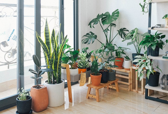 Different Types of Houseplants for Your Home